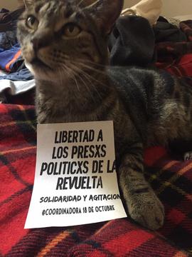 Gato con panfleto "Solidaridad y agitación"